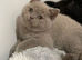 CHAMPION QUALITY BRITISH SHORTHAIR KITTENS