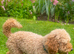 Stud - toy poodle