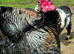 Bronze Turkey Hatching Eggs