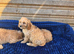 Cavapoo pups love homes only