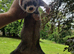 Ferret kits available