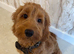 Cockapoo boy