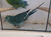 Pair kakarikis