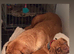 Dogue De Bordeaux Male