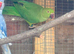 Green Indian ring neck hen