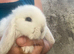 Snowy White Baby Mini Lops