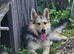 ️ BENNY – The Gentle Gentleman Looking for His Forever Family ️ Calm • Kind • Loyal • Ready to Love