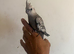 Tame Baby Grey Cockatiel