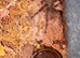 2 Theraphosa