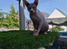 Beautiful sphynx x ragdoll kittens