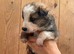 Collie puppies