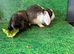 Dwarf lop and lion head babies