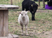 Registered Ouessant ewes with lambs at foot
