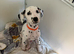 Dalmatian puppys