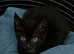 4 beautiful Kittens