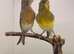 Pair canary available
