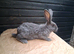 Flemish bucks