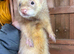 Male ferret for rehoming