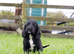 Black Cocker spaniel puppies kc reg parents.