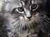 3. Stunning male. Mainecoon kittens