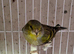 2026 Siskin x Canary Mule