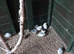 Quails Button Quails for Sale