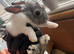 Lion head x lop bunnies