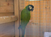 Golden collared mini macaw male