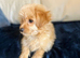 Cockapoo puppy male