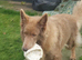 Kc reg german shepherd pups