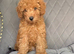 Fox red toy poodles KC reg