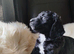 Cockapoo F2