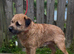 KC Reg Oxcroft bred Border Terrier Stud dog