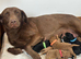 Fully Health Tested F1 Labradoodle Puppies