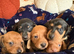 KC reg 5 mini dachshund pups for sale