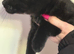 Beautiful russian black x male affectionate 3 months