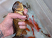 Large goldfish
