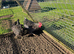 Barred Plymouth Rock