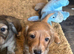 KC Cream mini dachshunds
