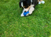 Black tri Australian shepherds for sale