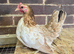 Serama Pullets POL
