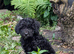 Cockapoo pups f2b boys