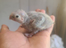 GC Conure Chicks Hand Reared
