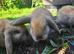 Mini Lop
