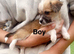 Beautiful puppies for sale