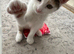 Calico kitten