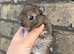 3 netherland dwarf babies for sale