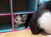 Fluffy kittens for sale