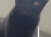 1 year old cat ready for her new home ️
