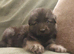 KC Reg, long coated GSD puppies, Leicestershire
